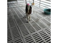 300斤牛犢多少錢一頭 牛犢價格表最新價格