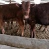 肉牛犊养殖场价格养殖现货直发