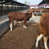 400斤的牛犊多少钱养殖现货直发