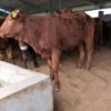 奶牛場出售小公牛養殖現貨直發