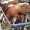 黄牛种牛多少钱一头养殖现货直发