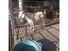一只小羊仔大概要多少錢 一只小羊羔得多少錢