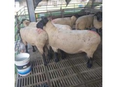 湖羊大母羊价格 2021年湖羊价格
