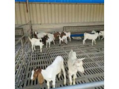本地山羊羊苗價(jià)格 小母羊50一60斤的價(jià)格