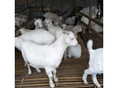 50斤的活羊多少钱一头 羊能卖多少钱2021年