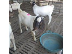 一只小尾寒羊一年能掙多少錢(qián) 30只小尾寒羊多少錢(qián)