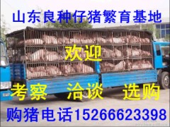 臨汾哪里有小豬苗臨汾小豬苗什么價(jià)格