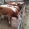 西门塔尔肉牛犊价格最新价格