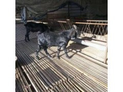 肉羊品種大全及圖片2個(gè)月大波爾山羊圖片
