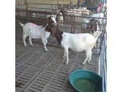 什么品種的羊好 湖羊價(jià)格多少錢一斤