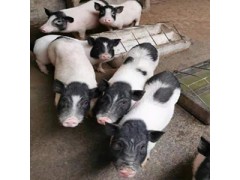 2021最新巴馬香豬市場價(jià)格仔豬多少錢一只