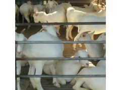 羊價(jià)格走勢(shì)圖2021后半年 活山羊價(jià)格今日價(jià)