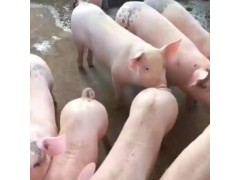 吉林小仔豬苗出售價格豬場直銷量大從優(yōu)