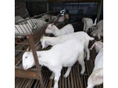 湖羊價(jià)格多少錢一斤 湖羊母羊價(jià)格