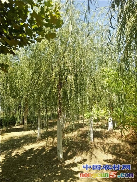 垂柳11