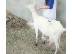 薩能奶山羊懷孕母羊價格奶山羊種羊養(yǎng)殖戶