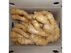 河南哪里有生姜種批發(fā)什么價(jià)格2021歡迎咨詢