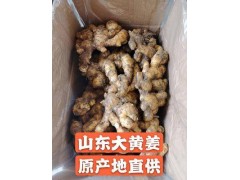 天津哪里有生姜種批發(fā)什么價格2021歡迎咨詢