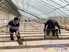 北京昌平：利用閑置設施種食用百合 合理調配資源得實惠