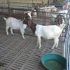 杜泊羊養殖基地現貨直售