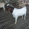 純種杜泊羊羊苗養殖技術現貨直售
