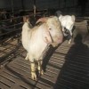 萨福克羊种羊养殖现货直售