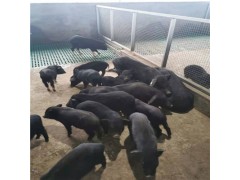 純種藏香豬種苗 頭胎懷孕藏香豬多少錢