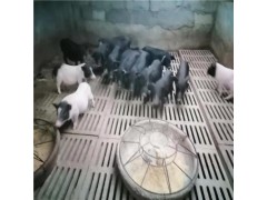 香豬苗價(jià)格 純種巴馬香豬多少錢一頭