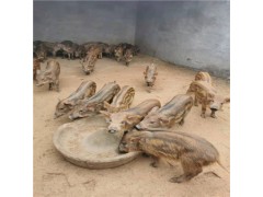 哪里有賣野豬苗的 購(gòu)買野豬苗價(jià)格是多少錢一頭