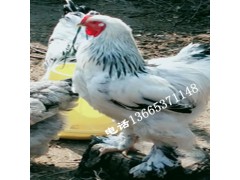 婆罗门鸡孵化教程 一个月的婆罗门鸡苗图片