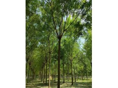 出售國槐 原生國槐10-15公分 4/5栽植大冠