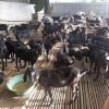 黑山羊养殖基地养殖现货价