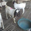黑山羊种苗价格  山羊苗30至50斤价格 山羊苗多少钱一只