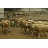 2021今日全国活牛价格表  羊苗2一3月价格