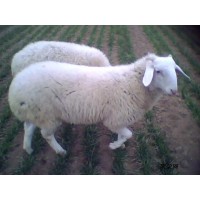 小尾寒羊的优点和缺点 小尾寒羊多少钱一只