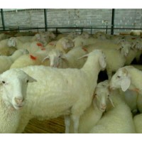 黑头杜泊羊市场价格 30-50斤杜泊羊多少钱一斤