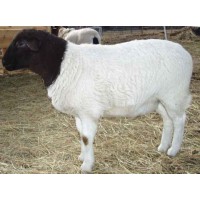 羊苗2一3月价格黑山羊10斤左右小羊的价格波尔山羊苗