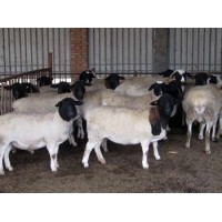 波尔山羊苗100只价格广西黑山羊种苗价格