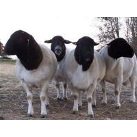 黑山羊价格今日价格 正宗黑山羊价格  黑山羊羊羔