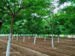 綠化國槐苗木出售 規格10-18公分3年冠