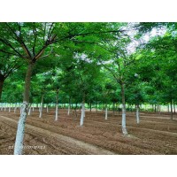 绿化国槐苗木出售 规格10-18公分3年冠