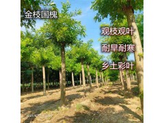 郑州12公分黄金槐种植基地