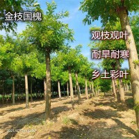郑州12公分黄金槐种植基地