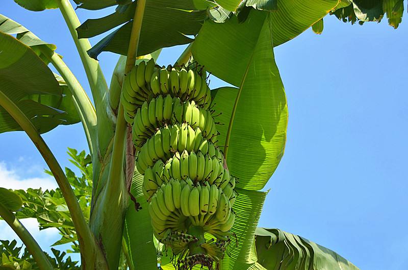 香蕉樹果