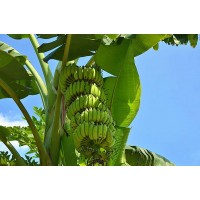 供应广西粉蕉苗与西贡蕉苗 玉林香蕉苗与芭蕉苗简介