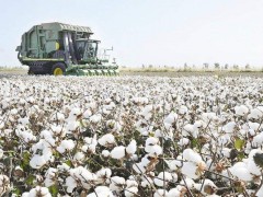 新疆棉花再獲豐收，畝產增收，機采率將破80%