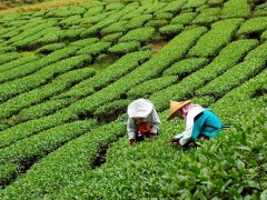 贵州仁怀：春茶“采摘忙”，走进“绿色”致富路！