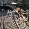 純種小尾寒羊養殖小尾寒羊羊羔圖片波爾山羊70斤的一只多少錢