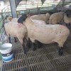 黑头杜泊羊市场价格杜波黑头纯种羊波尔山羊羊羔价格