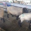 白头萨福克羊澳洲种羊价格暴跌原因夏洛莱羊 杜泊羊市场价格